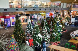 Wellington Airport, Cystic Fibrosis, Christmas Tree